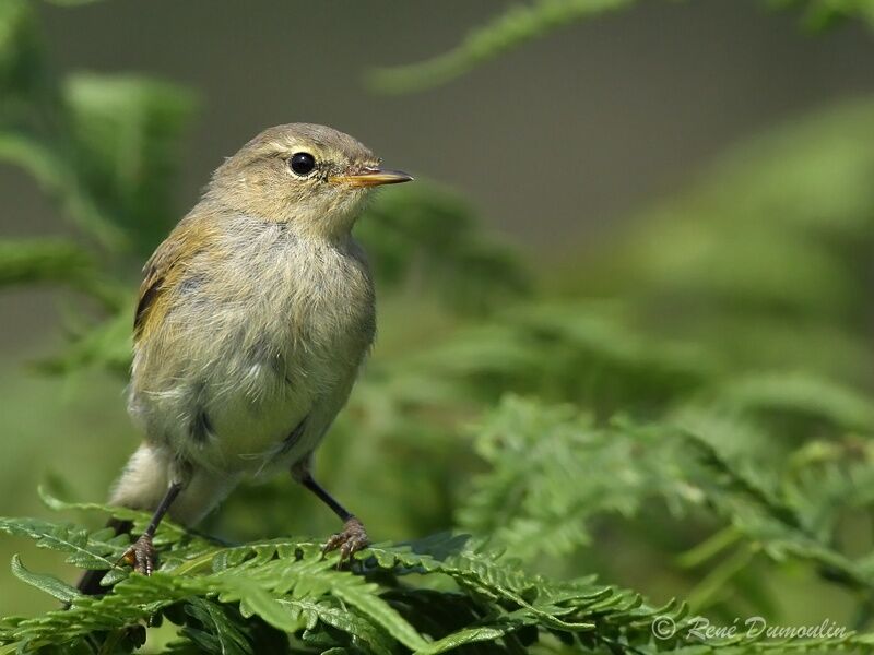 Pouillot vélocejuvénile, identification