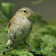 Common Chiffchaff