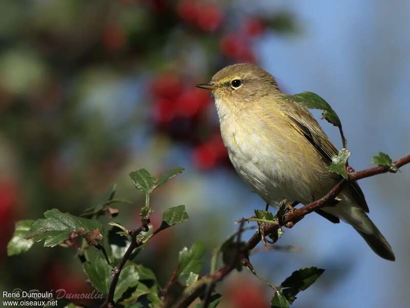 Common Chiffchaff, close-up portrait