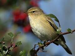 Common Chiffchaff