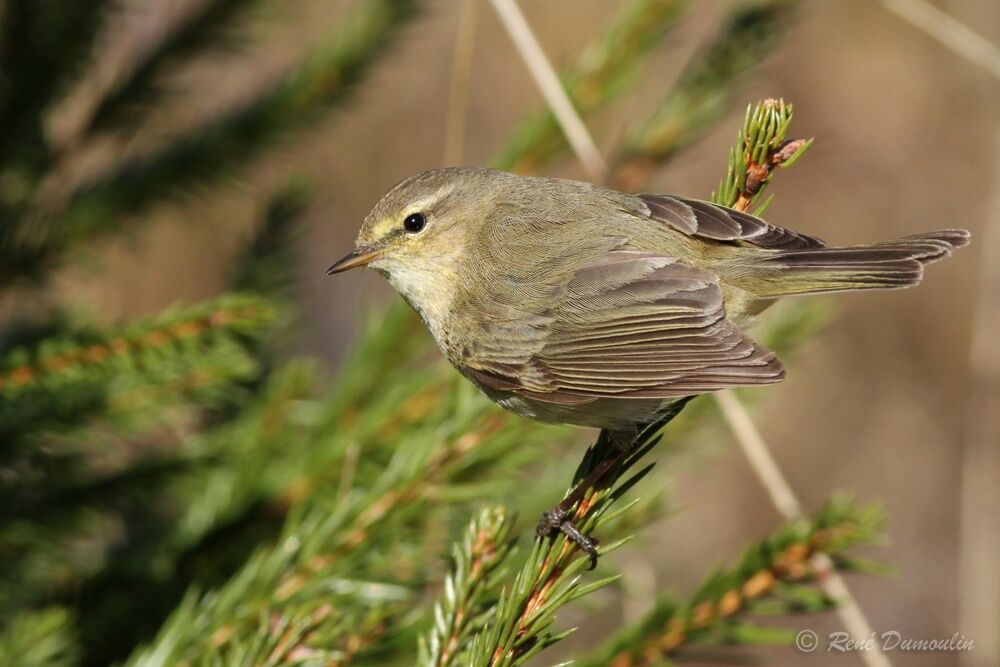 Common Chiffchaffadult breeding, identification