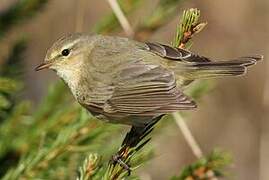 Common Chiffchaff