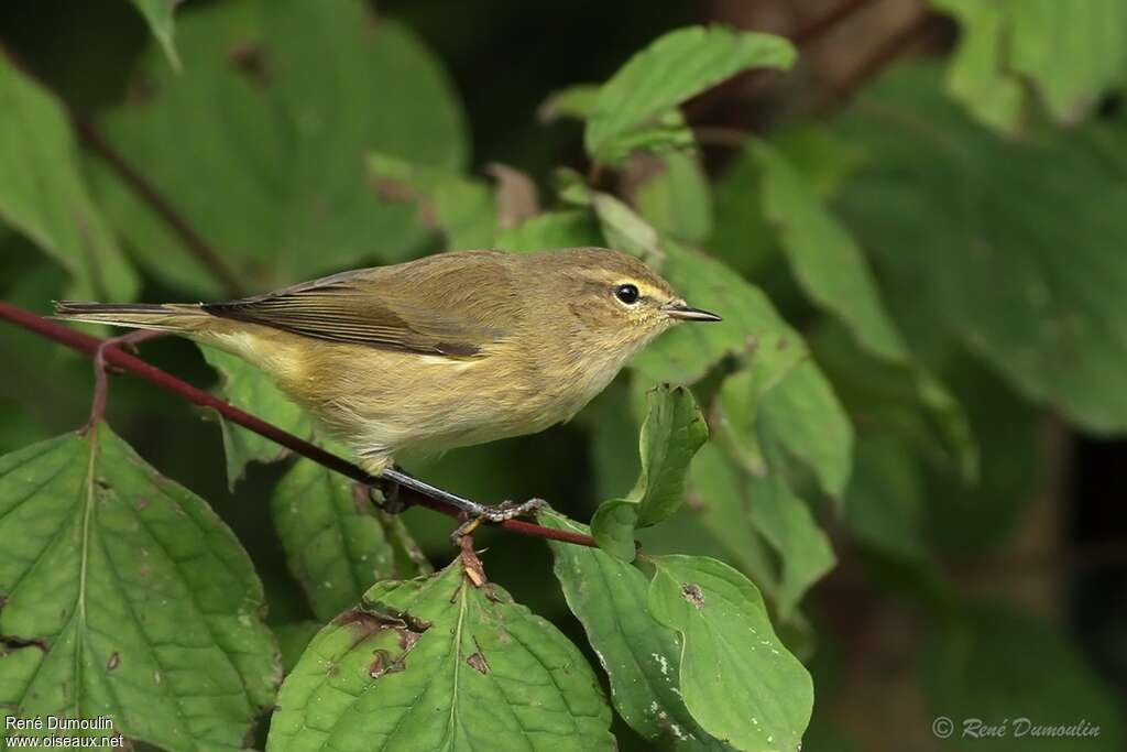 Common ChiffchaffFirst year, identification