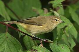 Common Chiffchaff