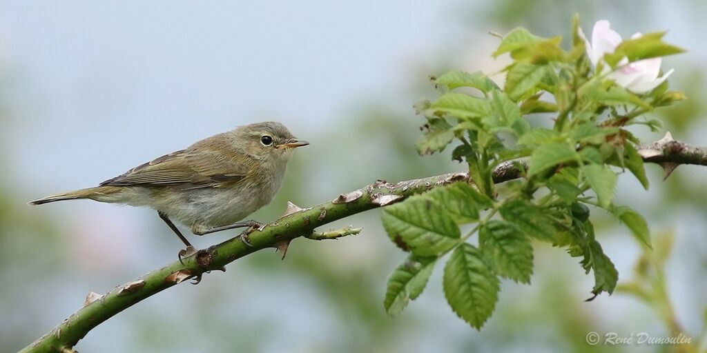 Common Chiffchaffjuvenile, identification, feeding habits