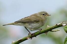 Common Chiffchaff