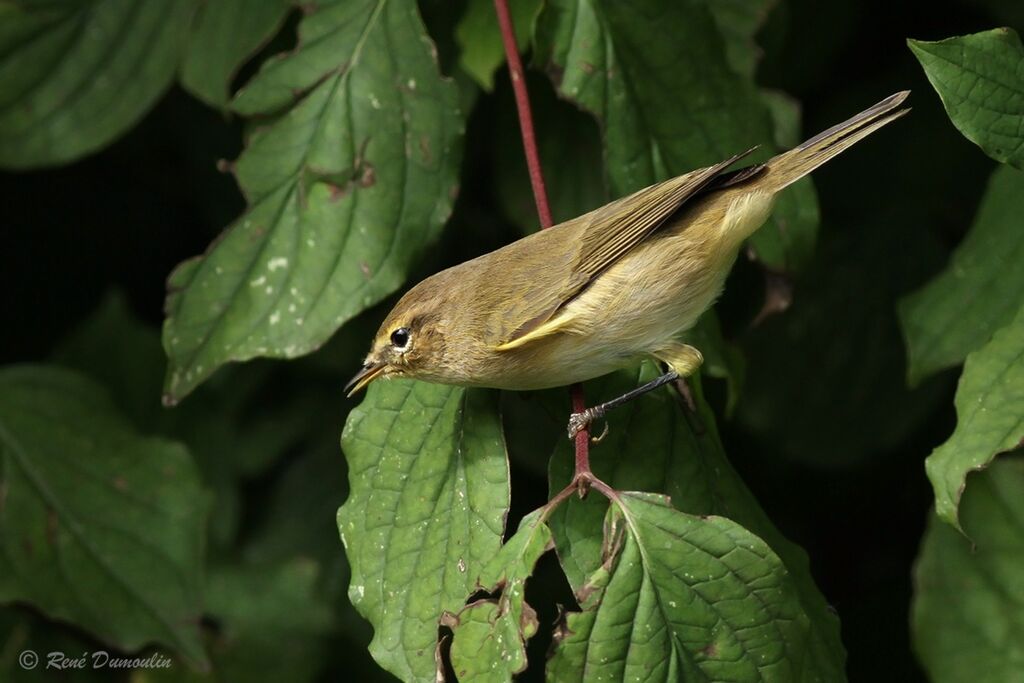 Pouillot véloce, identification