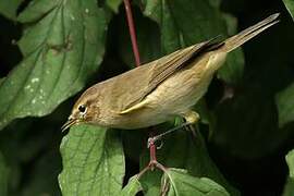 Common Chiffchaff