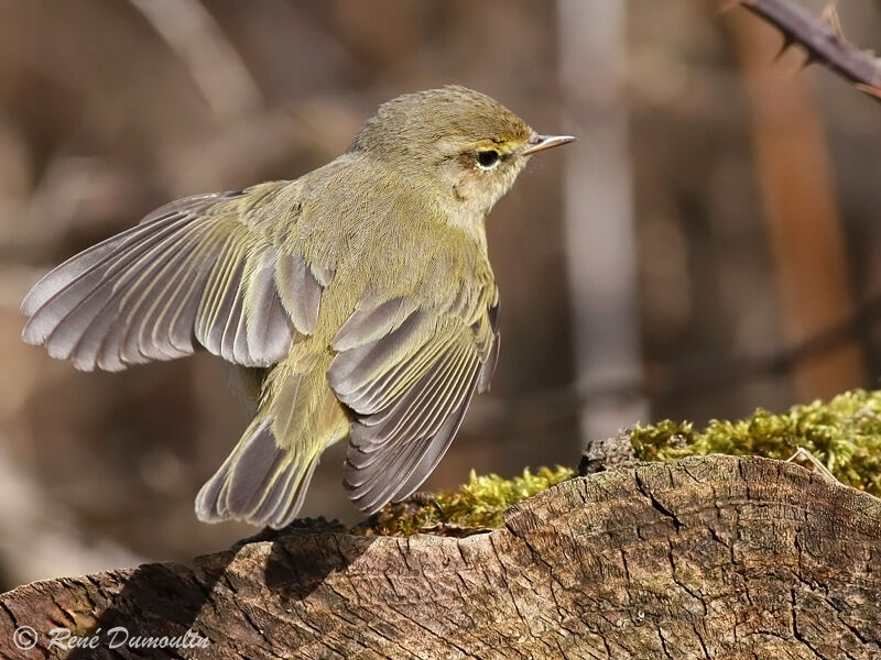 Common Chiffchaff male adult, identification