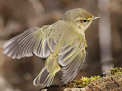 Common Chiffchaff