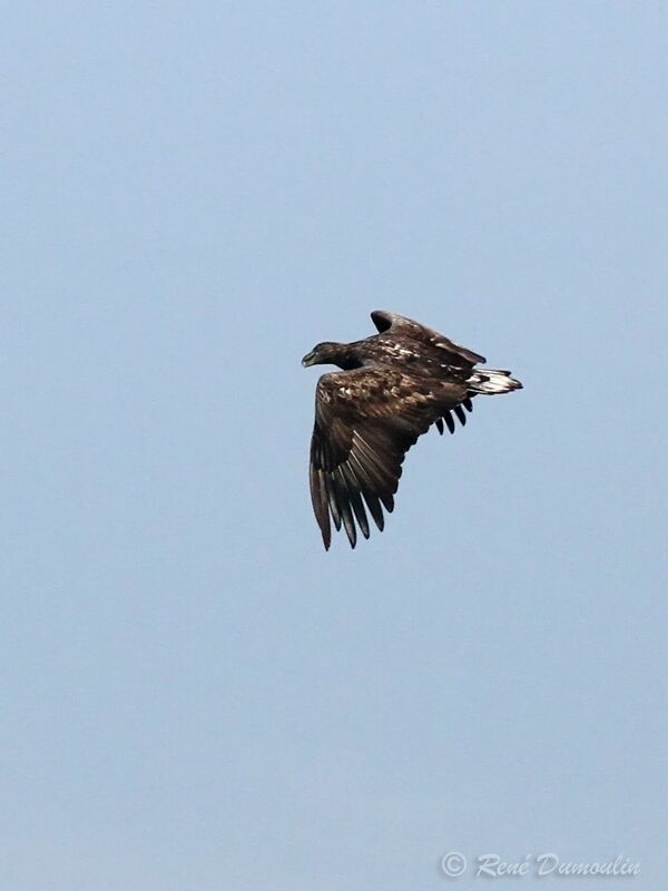 White-tailed Eagleimmature, Flight