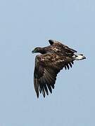 White-tailed Eagle