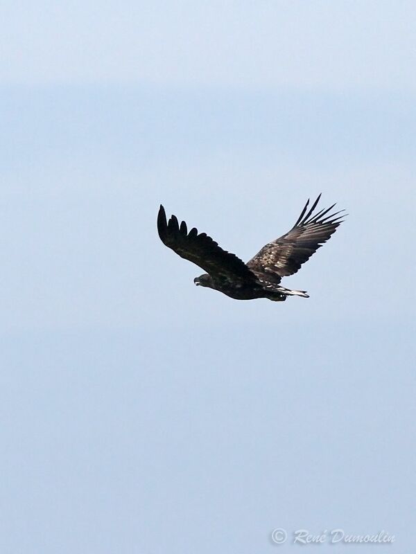 White-tailed Eagleimmature, Flight