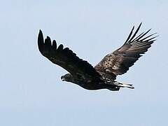 White-tailed Eagle