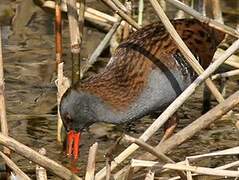 Water Rail