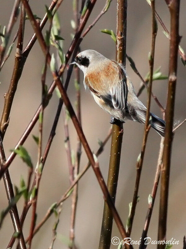 Rémiz penduline mâle adulte, identification