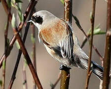 Rémiz penduline