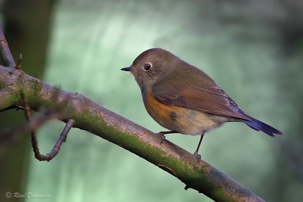 Robin à flancs roux mâle 2ème année, identification