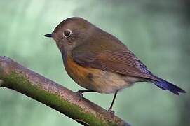 Red-flanked Bluetail