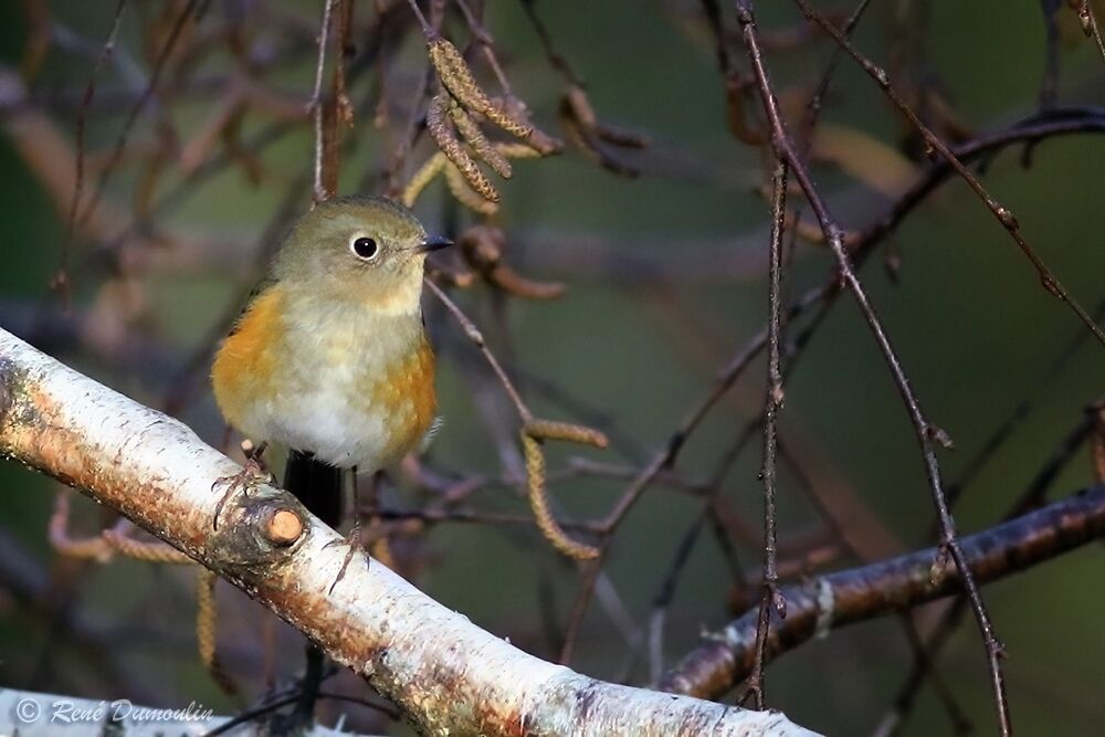 Robin à flancs roux mâle 2ème année, identification