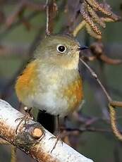 Robin à flancs roux