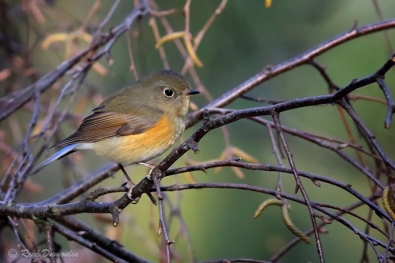 Red-flanked Bluetail male Second year, identification