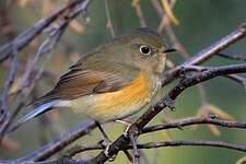 Robin à flancs roux