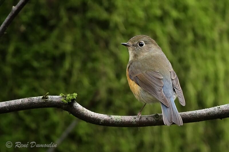 Robin à flancs roux mâle 1ère année, identification