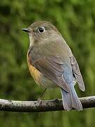 Red-flanked Bluetail