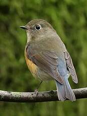 Robin à flancs roux