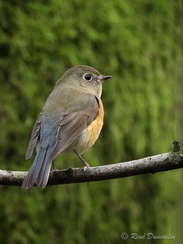 Robin à flancs roux mâle 1ère année, identification