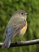 Robin à flancs roux