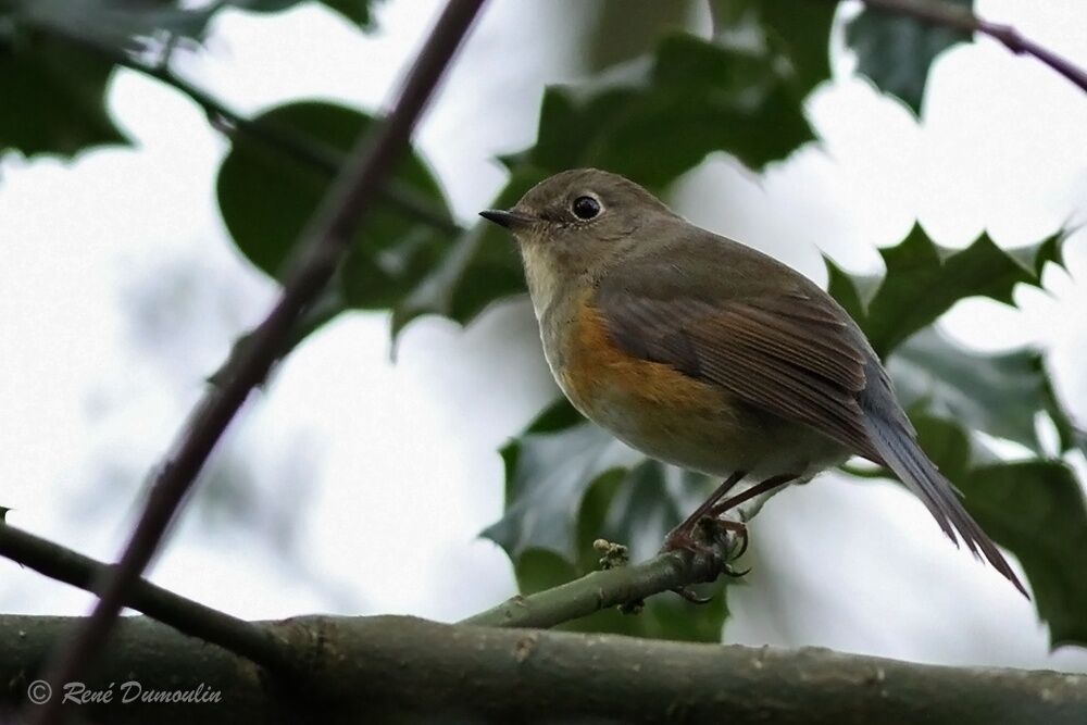 Robin à flancs roux mâle 1ère année, identification