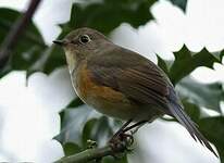 Robin à flancs roux