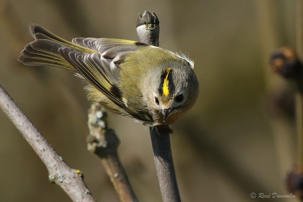 Goldcrest male adult, identification