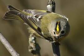 Goldcrest