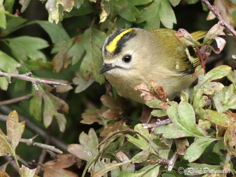 Goldcrest, identification