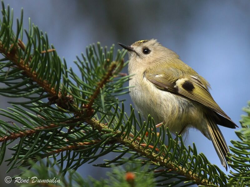 Goldcrest male adult, identification