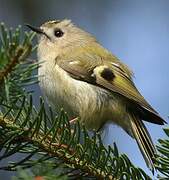 Goldcrest