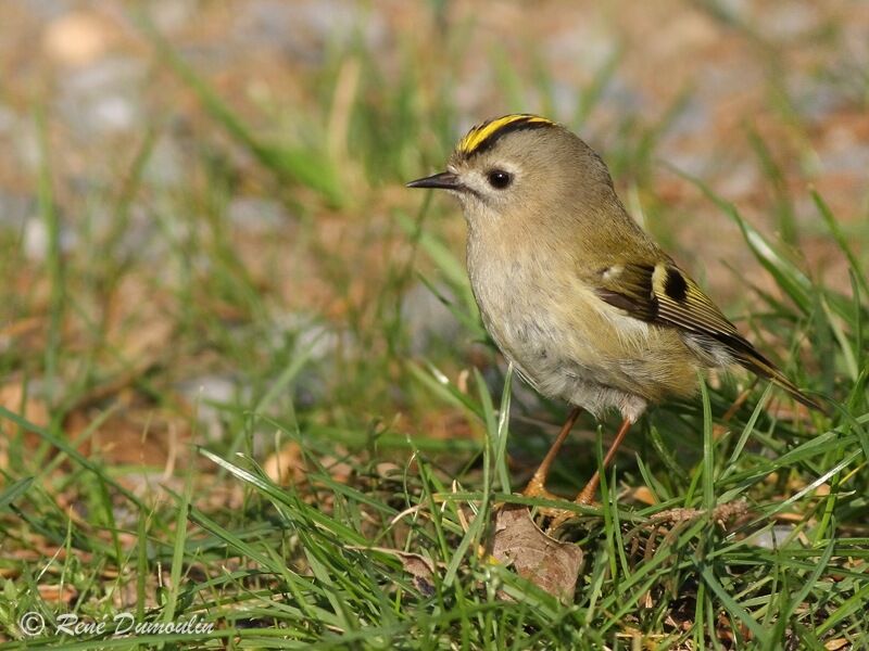 Goldcrest male adult, identification