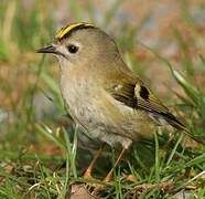 Goldcrest