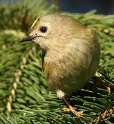 Goldcrest