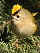 Goldcrest