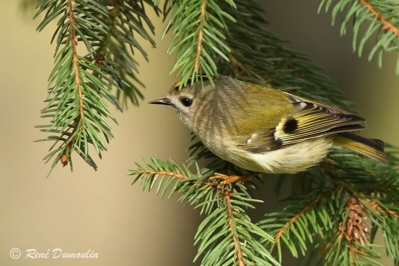 Roitelet huppéadulte, identification