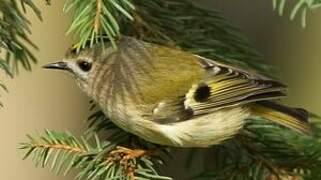 Goldcrest