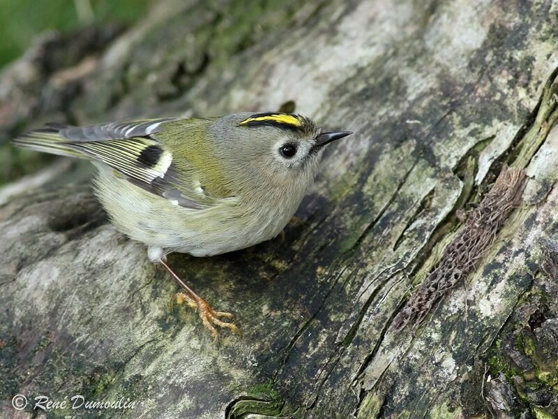 Goldcrestadult, identification