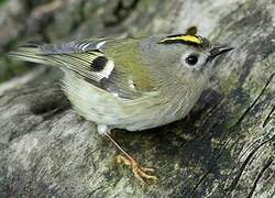 Goldcrest