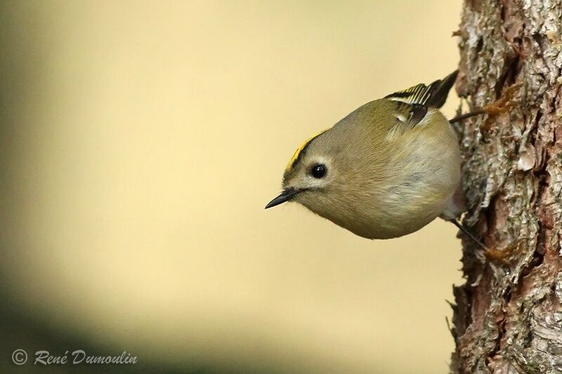 Goldcrestadult, identification