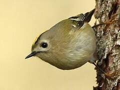 Goldcrest