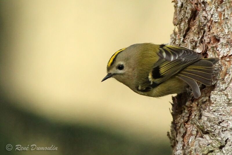 Goldcrestadult, identification